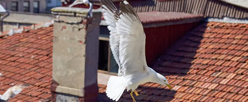 Residential Chimney Animal Removal Solution in Farmington, MN