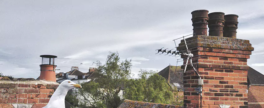 Chimney Cleaning And Restoration in Farmington, Minnesota